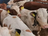 Bovini (lotto, sesso non specificato), Simmental cattle — foto 3