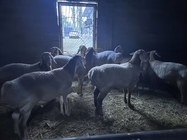Ram, Arashan sheep — Kyrgyzstan
