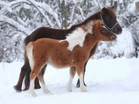 اسب نر, American shetland pony — عکس 6