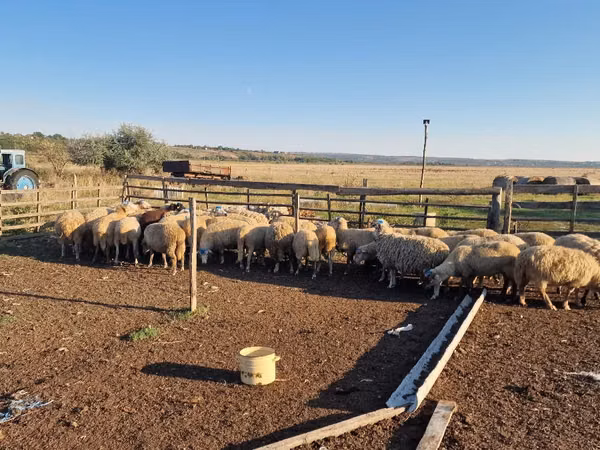 Sheep, Sheep — Moldova