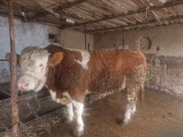 Bull, Simmental cattle — Uzbekistan