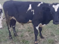 Bull, Holstein breed — photo 1