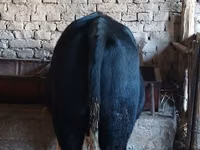 গবাদি পশু (দল, লিঙ্গ উল্লেখ নেই), Russian Black pied cattle — ছবি 5