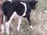 公牛, Cattle — 照片 6
