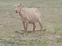 ወንድ ፍየል, Alpine goat — ፎቶ 2