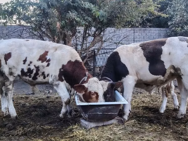 公牛, Simmental cattle