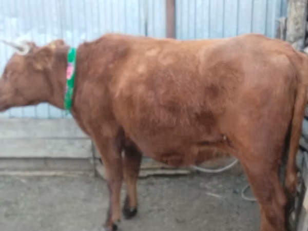 گاو ماده, Latvian Blue cattle