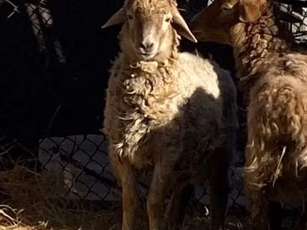 Ram, Sheep — Kazakhstan