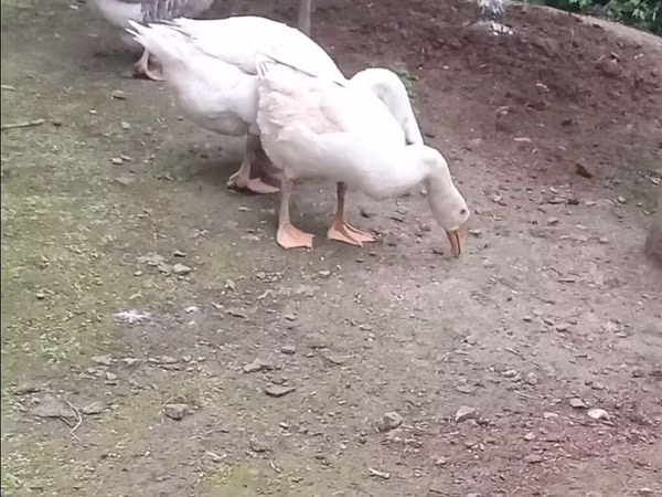 Geese — آذربائیجان