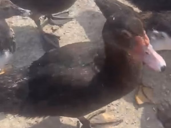 Domestic Muscovy — Azerbaijan
