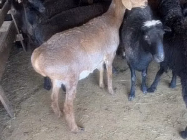 Ram, Edilbay sheep