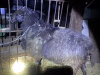 Vædder, Hissar sheep — foto 2