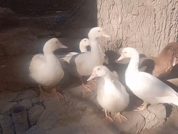 Ducks