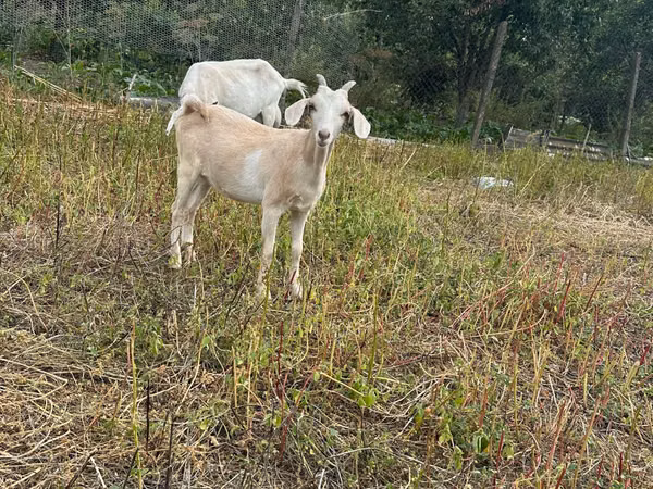 Kambing betina, Alpine goat — Moldova
