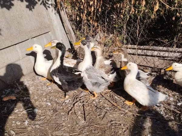 Domestic Muscovy — Kyrgyzstan