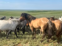 Hing, Mugalzhar horse — 4. fotó