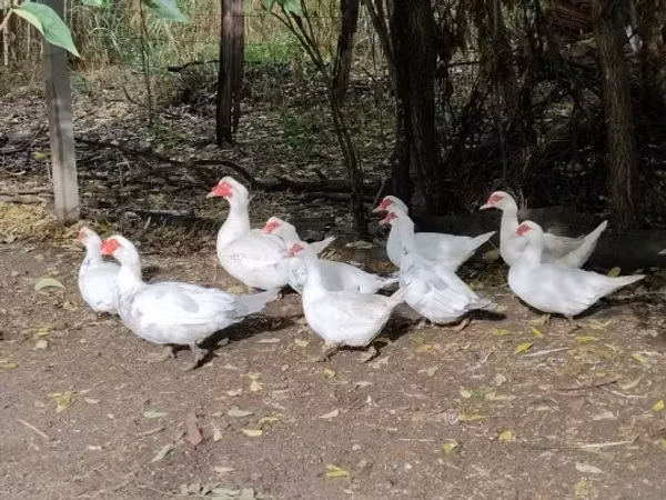 Ducks — Ungarn
