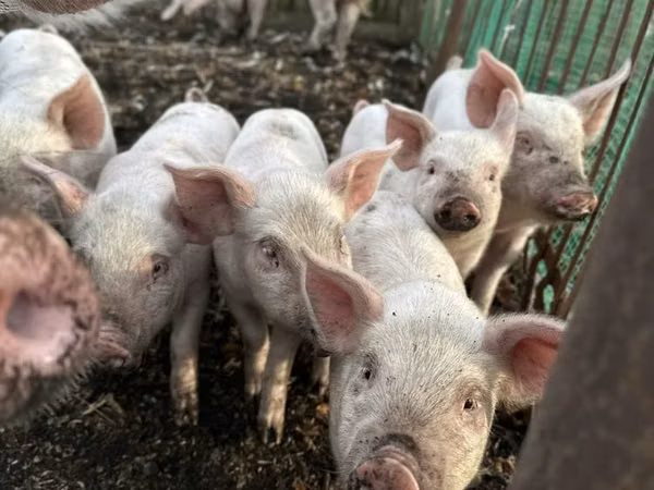 Pigs (batch, sex not specified),  — Kazakhstan