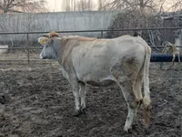Vache, Bovins — photo 3