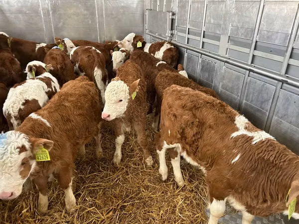 Bull, Simmental cattle — Poland