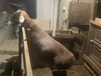 Ovce, Arashan sheep — foto 3