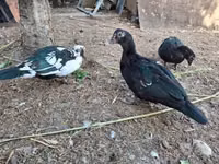 Ducks — عکس 1