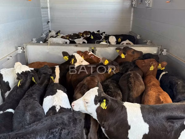 Banteng, Simmental cattle — Polandia