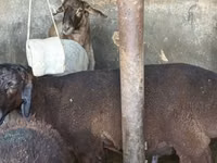 Sheep, Sheep — photo 4