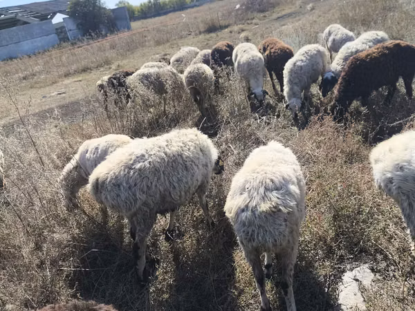 Койлор (партия, жынысы көрсөтүлгөн эмес), Койлор