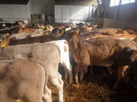 Bull, Simmental cattle — photo 2
