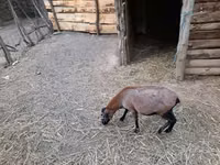 Sheep, Cameroon sheep — photo 3
