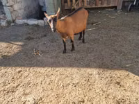 Goat, Goats — photo 2