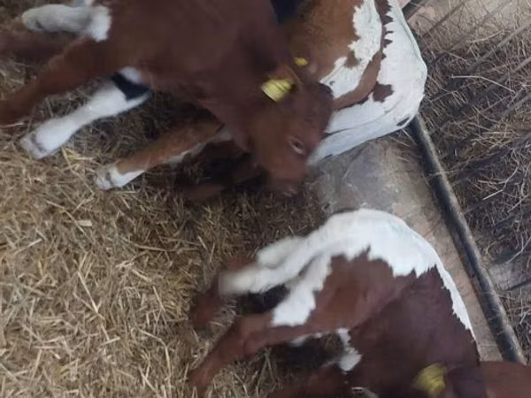 Kvæg (parti, køn ikke angivet), Simmental cattle