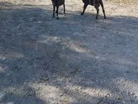 Коза, Nubian Goat — снимка 7