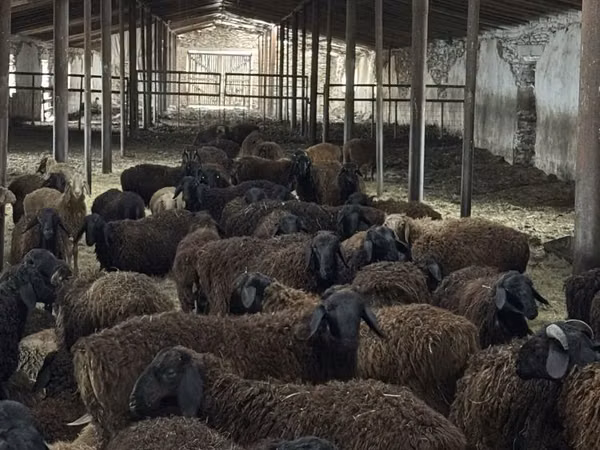 Ram, Edilbay sheep