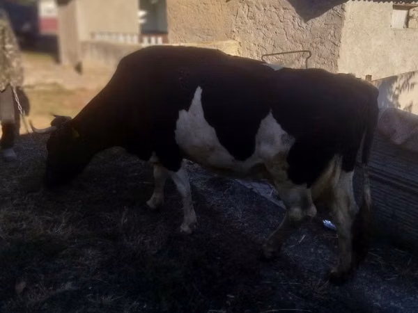 Cow, Russian Black pied cattle — Moldova