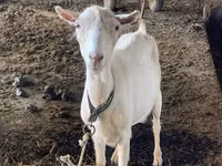 Geit, Dutch Landrace goats — foto 7