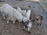 แพะตัวผู้, Saanen goat — รูปภาพ 3