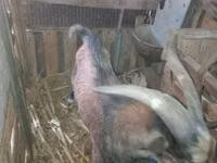 Billy Goat, Goats — photo 2