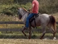 Horse (M), Rocky Mountain Horse — photo 6