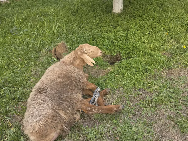 Ram, Sheep — Uzbekistan