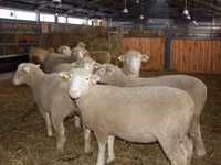 ভেড়ার পাঁঠা, Dorset horn sheep — ছবি 2