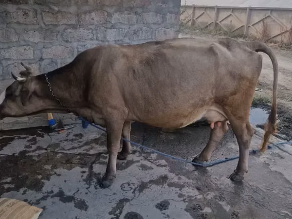 Cow, Cattle — Armenia