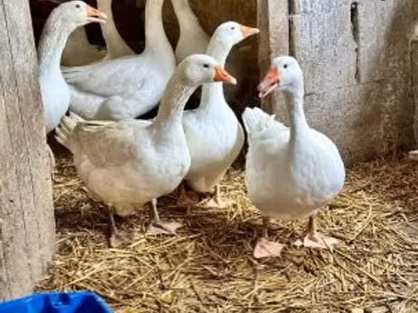 Geese