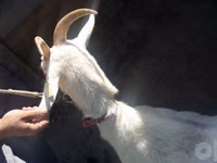 Goat, Saanen goat — photo 3