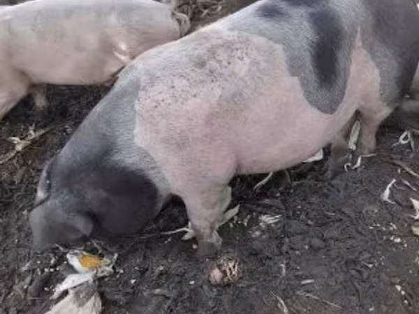 Boar, Pigs — Hungary