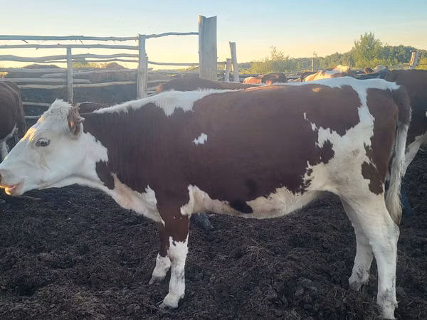 ძროხა, Simmental cattle