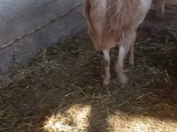 Vædder, Edilbay sheep — foto 2