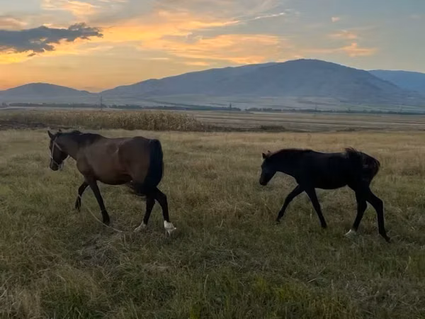 Mare, Horses — Armenia
