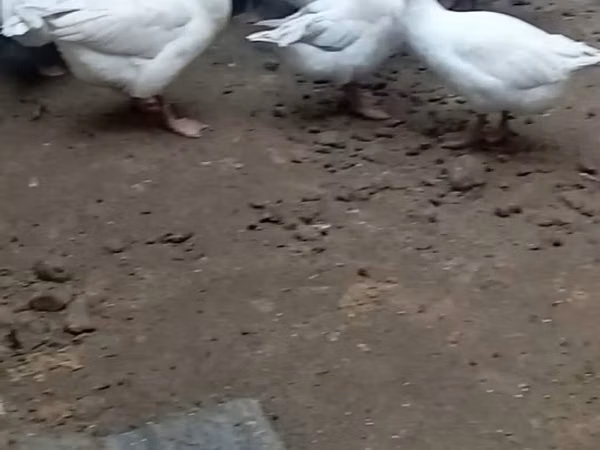 Geese